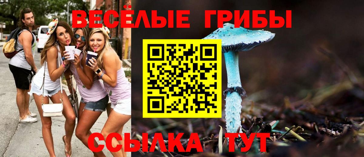 Донской  Галлюциногенные грибы Psilocybine cubensis  Вход с VPN 